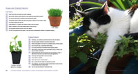 Cat grass and catmint